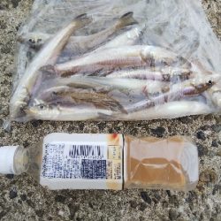 苅屋海岸のキス釣り