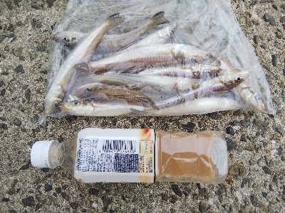 苅屋海岸のキス釣り