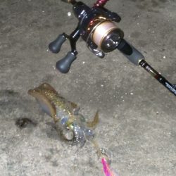 地震の影響？魚不在