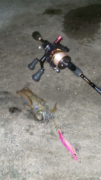 地震の影響？魚不在