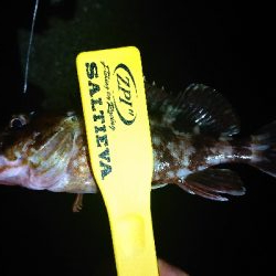 アジいず、サバ祭り