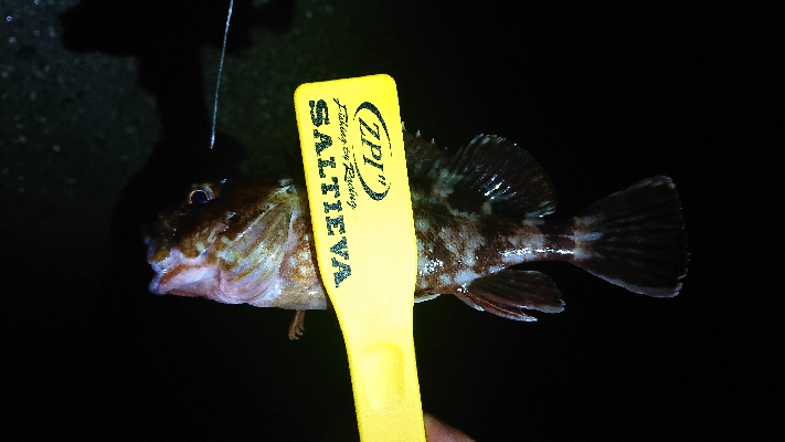 アジいず、サバ祭り