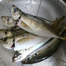 そろそろシーズンインかな