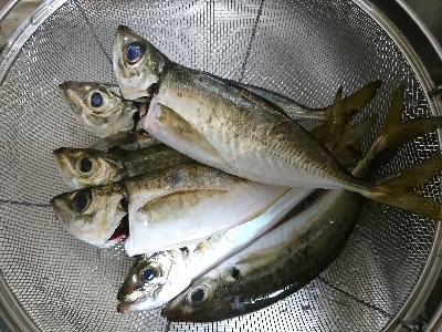 そろそろシーズンインかな