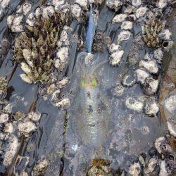 対馬出張でエギング