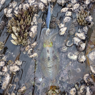 対馬出張でエギング