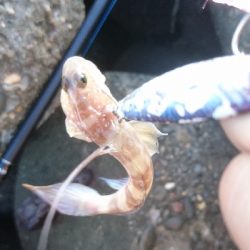 またもやサバ祭り