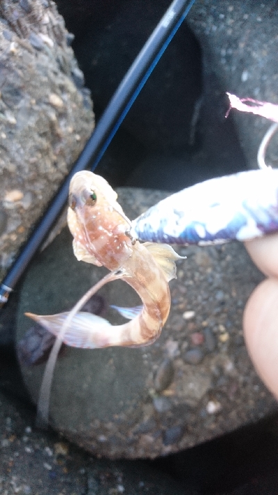 またもやサバ祭り