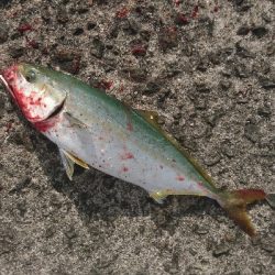 今年初太刀魚&ツバス