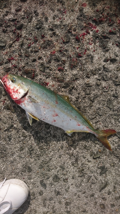 今年初太刀魚&ツバス