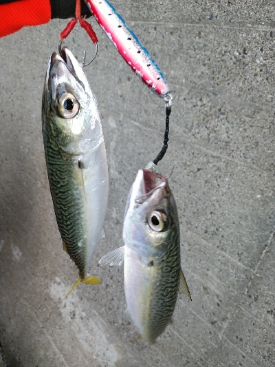 大阪湾まだまだサバラッシュ