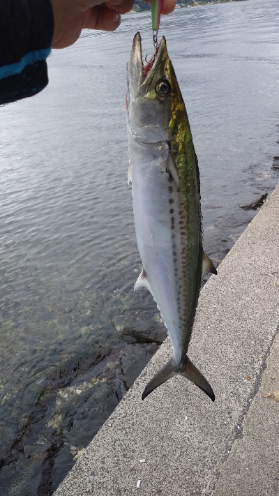 マゴチ、サゴシ、ツバス
