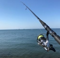 マゴチがコチーン！