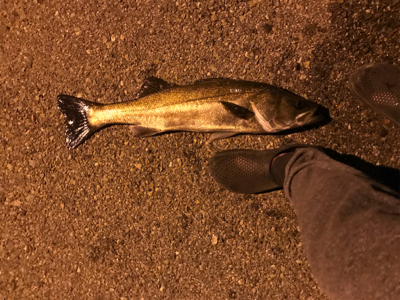 大崎上島ライトゲーム①