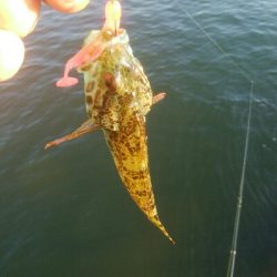 アオリイカ15超え！アナハゼ1匹！、カマス1匹！