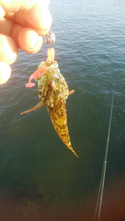 アオリイカ15超え！アナハゼ1匹！、カマス1匹！