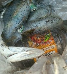 障泥烏賊7杯、キジハタ1、カマス1