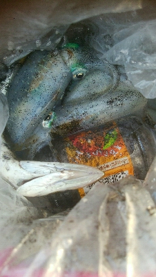 障泥烏賊7杯、キジハタ1、カマス1