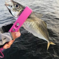 コスモスクエア釣果