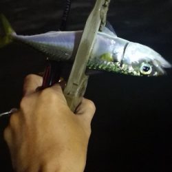 アジング 練習 184