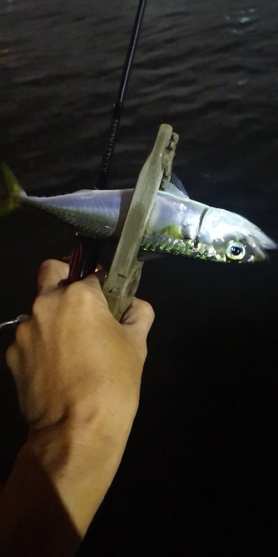 アジング 練習 184