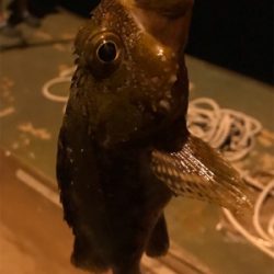 大崎上島ライトゲーム②