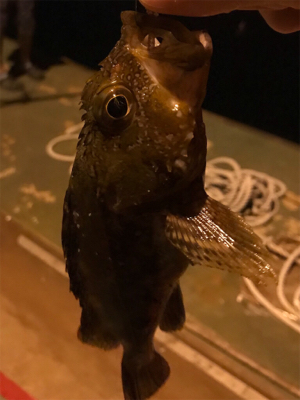 大崎上島ライトゲーム②