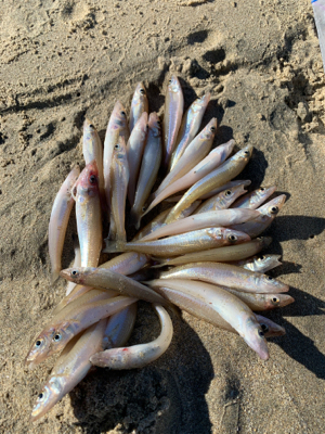 台風だからキス釣りを