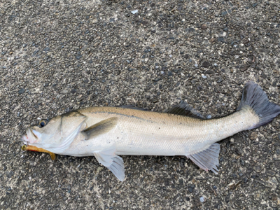 シーバス　太刀魚