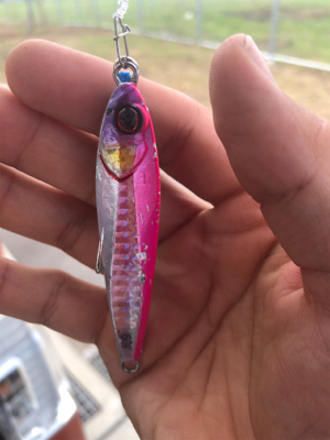 ネリゴが釣れたぞーヽ(^0^)ノ