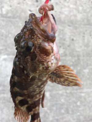 福江漁港にて根魚3匹