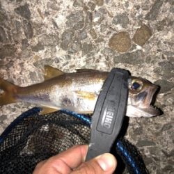 久々ライトゲーム