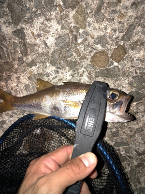 久々ライトゲーム