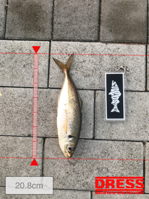 コスモスクエア釣果