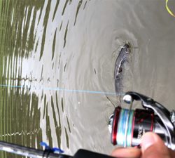 バスハスナマズ