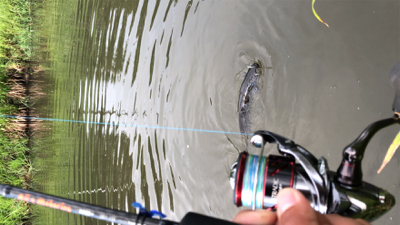 バスハスナマズ