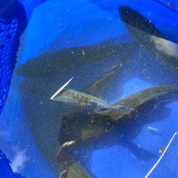 台風くるまではコバッチー祭り