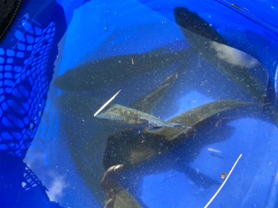 台風くるまではコバッチー祭り