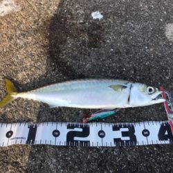 和田防新波止 魚種豊富