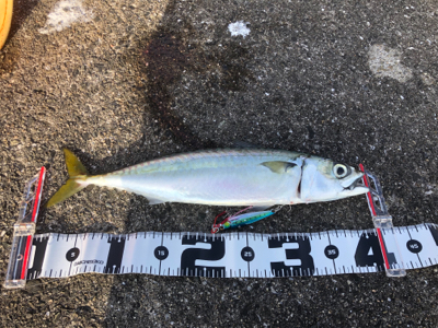 和田防新波止 魚種豊富