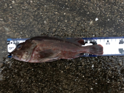 ゲリラ豪雨で・・・