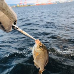 コスモスクエア釣果