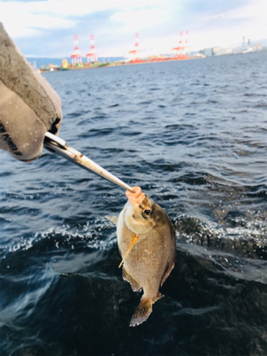 コスモスクエア釣果