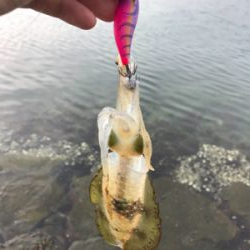 アオリイカを求めて⑩