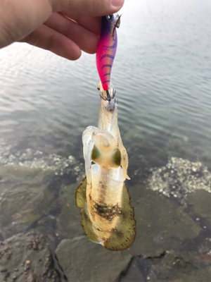 アオリイカを求めて⑩