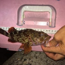 アジいい感じです