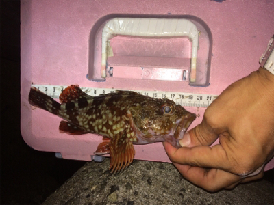 アジいい感じです