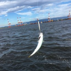 遅めの鯖祭りのみ。。。