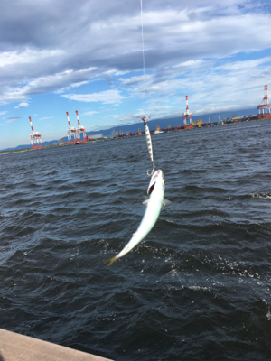 遅めの鯖祭りのみ。。。