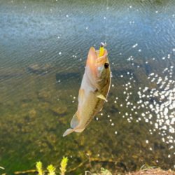 コバッチー釣り